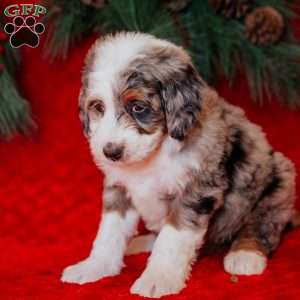 Wesley, Mini Bernedoodle Puppy